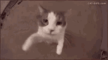 Поцелуй кота.gif