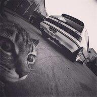 Roman_Orel